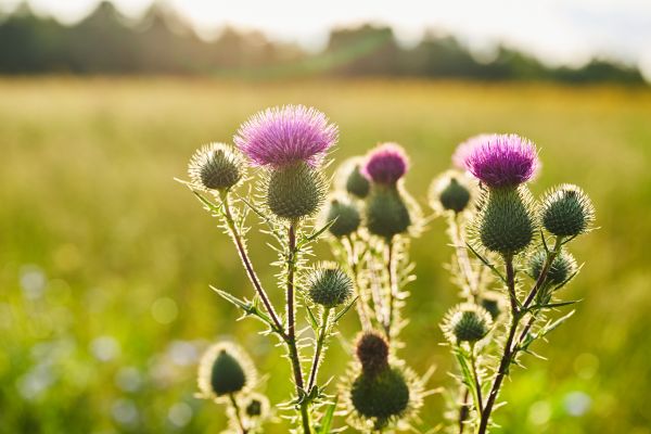 Thistle Control