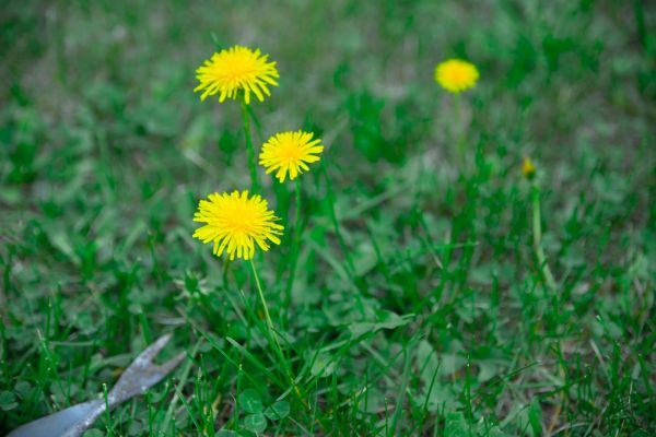 Dandelion Weed Control