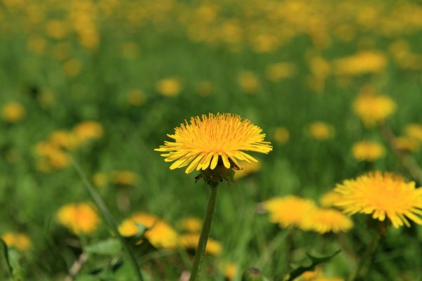 Dandelion Treatment