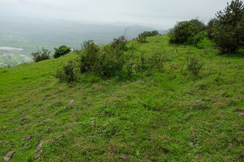 Who Does Slope Weed Controls